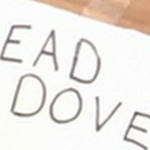 dead dove